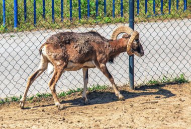 Slovakya 'nın Nitra kentindeki bir kreşte Avrupalı muflon Ovis orientalis.