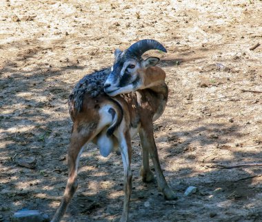 Slovakya 'nın Nitra kentindeki bir kreşte Avrupalı muflon Ovis orientalis.