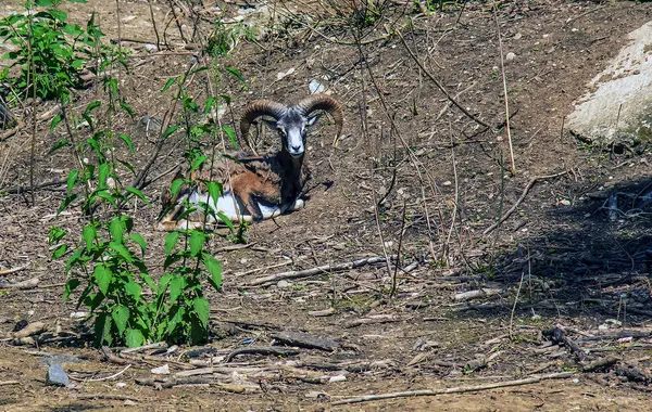 stock image European mouflon Ovis orientalis in a nursery in Nitra, Slovakia.