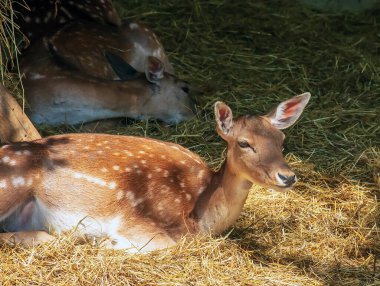 Güneşli bir günde, bebek odasında geyik Bambi..