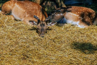 Güneşli bir günde, bebek odasında geyik Bambi..