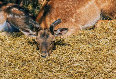 Güneşli bir günde, bebek odasında geyik Bambi..