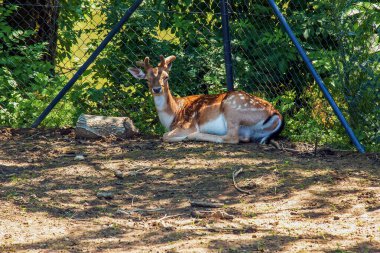 Güneşli bir günde, bebek odasında geyik Bambi..