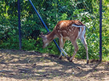 Güneşli bir günde, bebek odasında geyik Bambi..