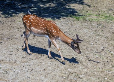 Güneşli bir günde, bebek odasında geyik Bambi..