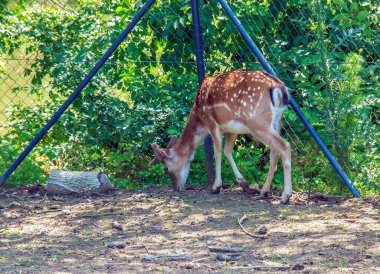Güneşli bir günde, bebek odasında geyik Bambi..