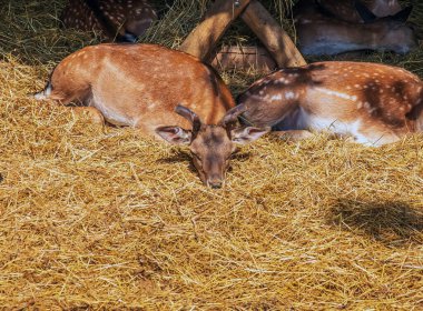 Güneşli bir günde, bebek odasında geyik Bambi..