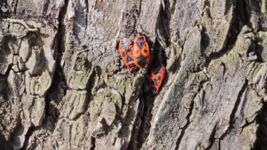 Pyrrocoris Apterus kolonisi bir akasya ağacının gövdesine yuva yapar. Kabukta kırmızı benekli böcekler veya Pyrrocoris Apterus.