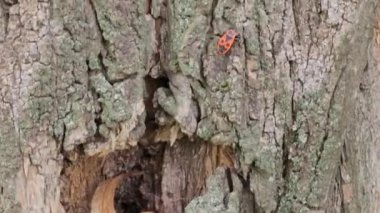 Pyrrocoris Apterus kolonisi bir akasya ağacının gövdesine yuva yapar. Kabukta kırmızı benekli böcekler veya Pyrrocoris Apterus.