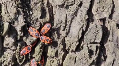 Pyrrocoris Apterus kolonisi bir akasya ağacının gövdesine yuva yapar. Kabukta kırmızı benekli böcekler veya Pyrrocoris Apterus.