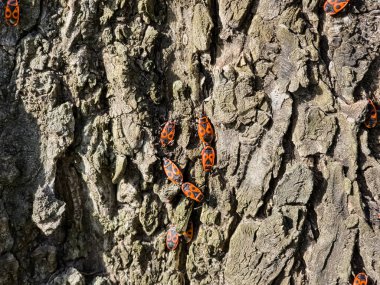 Pyrrocoris Apterus kolonisi bir akasya ağacının gövdesine yuva yapar. Kabukta kırmızı benekli böcekler veya Pyrrocoris Apterus.