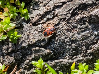 Pyrrocoris Apterus kolonisi bir akasya ağacının gövdesine yuva yapar. Kabukta kırmızı benekli böcekler veya Pyrrocoris Apterus.