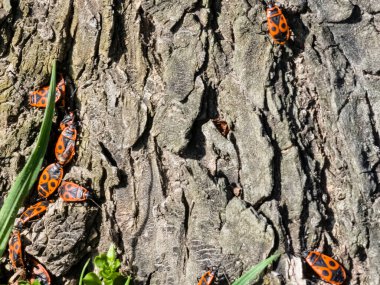 Pyrrocoris Apterus kolonisi bir akasya ağacının gövdesine yuva yapar. Kabukta kırmızı benekli böcekler veya Pyrrocoris Apterus.