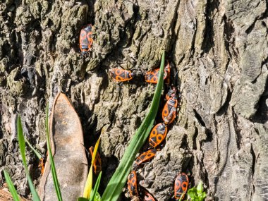 Pyrrocoris Apterus kolonisi bir akasya ağacının gövdesine yuva yapar. Kabukta kırmızı benekli böcekler veya Pyrrocoris Apterus.