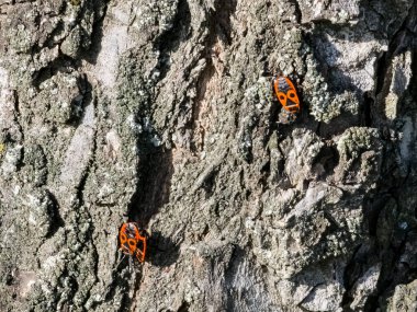 Pyrrocoris Apterus kolonisi bir akasya ağacının gövdesine yuva yapar. Kabukta kırmızı benekli böcekler veya Pyrrocoris Apterus.