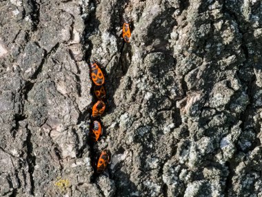 Pyrrocoris Apterus kolonisi bir akasya ağacının gövdesine yuva yapar. Kabukta kırmızı benekli böcekler veya Pyrrocoris Apterus.