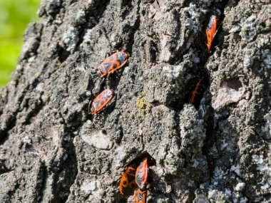Pyrrocoris Apterus kolonisi bir akasya ağacının gövdesine yuva yapar. Kabukta kırmızı benekli böcekler veya Pyrrocoris Apterus.
