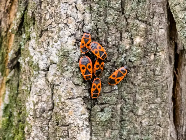 stock image Colony of Pyrrocoris Apterus nests on the trunk of an acacia tree. Red spotted beetles or Pyrrocoris Apterus on bark.