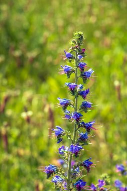 Echium vulgare çiçeği yakından. Boraginaceae ailesinde mor menekşe engerek böceği ilacı ya da Paterson 'un laneti..