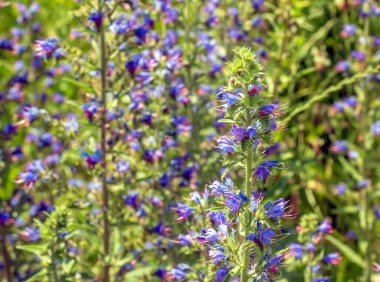 Echium vulgare çiçeği yakından. Boraginaceae ailesinde mor menekşe engerek böceği ilacı ya da Paterson 'un laneti..