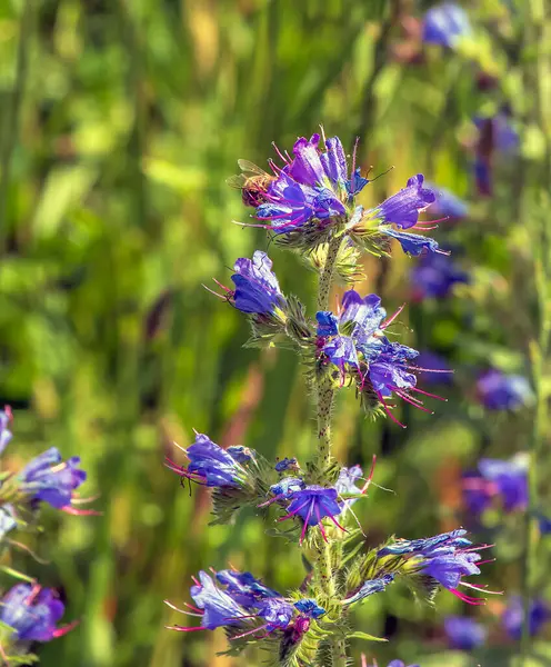 stock image Echium vulgare flower close up. Purple violet viper's bugloss or Paterson's curse, in the Boraginaceae family.