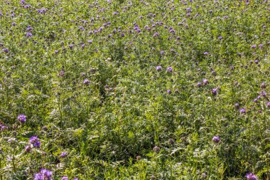 Çiçekli mor tansi yaprak safrası bitkileri Phacelia tanacetifolia yaz otlağında.