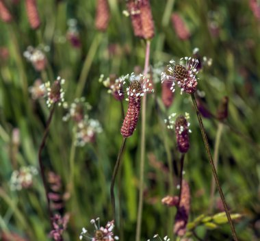 Plantain, Plantago Lanceolata, beyaz çiçekli önemli bir şifalı bitkidir..