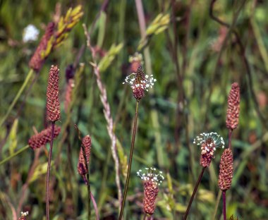 Plantain, Plantago Lanceolata, beyaz çiçekli önemli bir şifalı bitkidir..