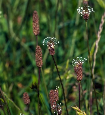 Plantain, Plantago Lanceolata, beyaz çiçekli önemli bir şifalı bitkidir..