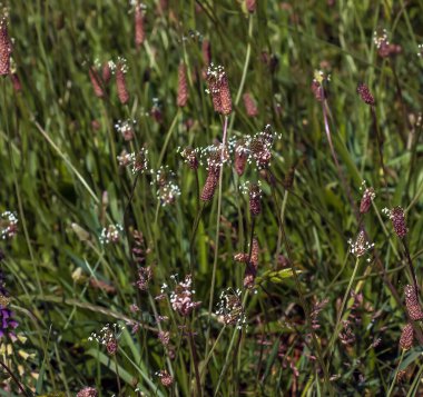 Plantain, Plantago Lanceolata, beyaz çiçekli önemli bir şifalı bitkidir..