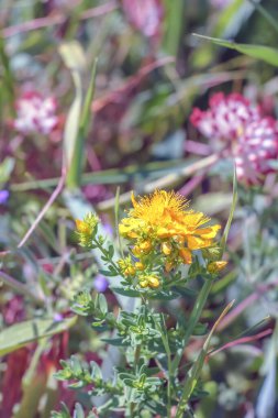 Hypericum perforatum perforate sarı çiçekli Aziz John 's Wort bitkisi.