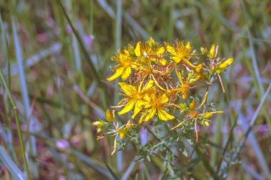 Hypericum perforatum perforate sarı çiçekli Aziz John 's Wort bitkisi.
