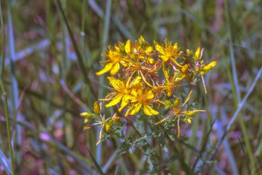 Hypericum perforatum perforate sarı çiçekli Aziz John 's Wort bitkisi.
