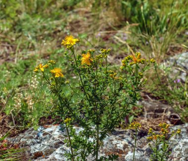 Hypericum perforatum perforate sarı çiçekli Aziz John 's Wort bitkisi.