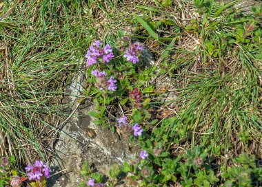 Thymus vulgaris çiçekleri. Lamiaceae bitkisi. Yemek pişirmek ve bitki çayı yapmak için kullanılır..