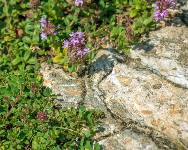 Thymus vulgaris çiçekleri. Lamiaceae bitkisi. Yemek pişirmek ve bitki çayı yapmak için kullanılır..