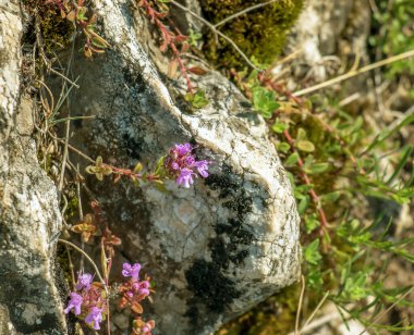Thymus vulgaris çiçekleri. Lamiaceae bitkisi. Yemek pişirmek ve bitki çayı yapmak için kullanılır..