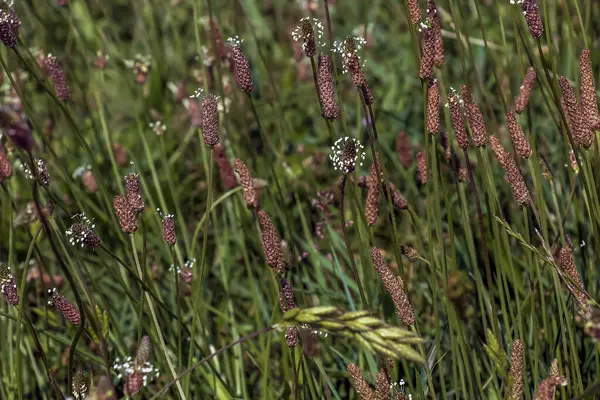 Plantain, Plantago Lanceolata, beyaz çiçekli önemli bir şifalı bitkidir..