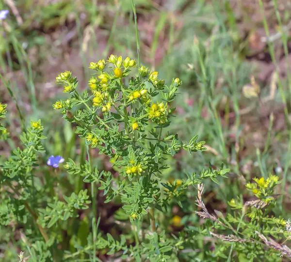 Hypericum perforatum perforate sarı çiçekli Aziz John 's Wort bitkisi.