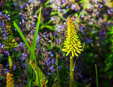 Kniphofia uvaria parlak turuncu tomurcuk süsleme bitkileri uzun saplı, grup tritomea meşalesi zambak kırmızı sıcak poker çiçeği
