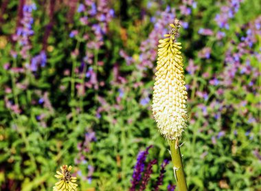 Kniphofia uvaria parlak turuncu tomurcuk süsleme bitkileri uzun saplı, grup tritomea meşalesi zambak kırmızı sıcak poker çiçeği