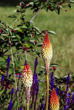 Kniphofia uvaria parlak turuncu tomurcuk süsleme bitkileri uzun saplı, grup tritomea meşalesi zambak kırmızı sıcak poker çiçeği