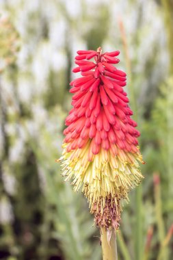 Kniphofia uvaria parlak turuncu tomurcuk süsleme bitkileri uzun saplı, grup tritomea meşalesi zambak kırmızı sıcak poker çiçeği