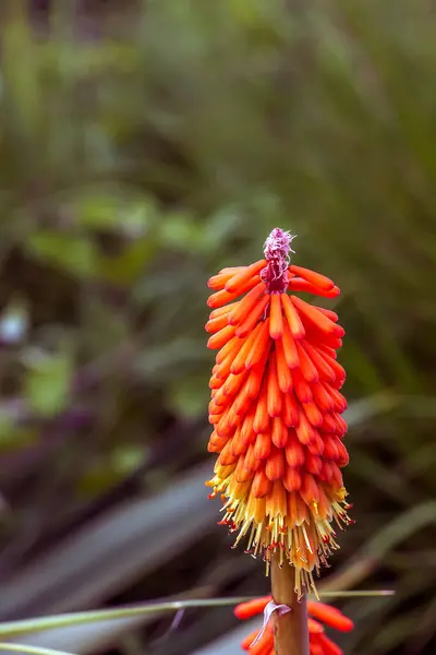 stock image Kniphofia uvaria bright orange red bud ornamental flowering plants on tall stem, group tritomea torch lily red hot poker flower
