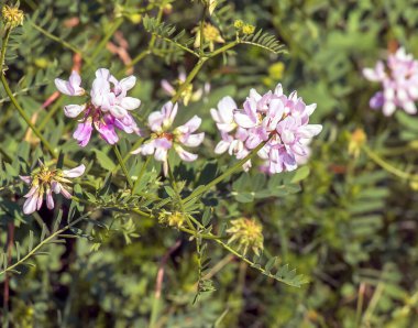 Coronilla varia 'nın güzel beyaz ve pembe çiçekleri. Menkul kıymetler