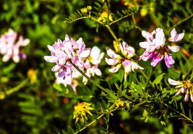 Coronilla varia 'nın güzel beyaz ve pembe çiçekleri. Menkul kıymetler