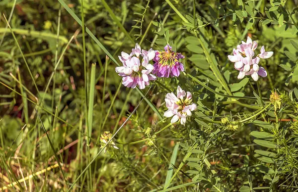 Coronilla varia 'nın güzel beyaz ve pembe çiçekleri. Menkul kıymetler
