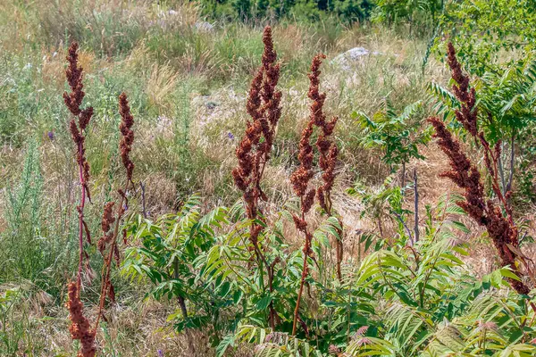 Stock image Rumex pseudonatronatus, great water dock summer flowers closeup selective focus.