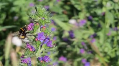 Bahar Zamanı Meadow 'da Echium Vulgare' de Yabanarısı Mor Çiçekler. 