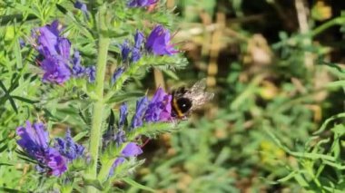 Bahar Zamanı Meadow 'da Echium Vulgare' de Yabanarısı Mor Çiçekler. 